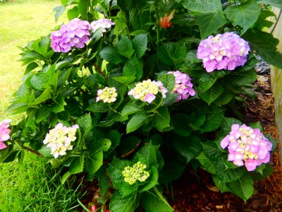 JUNE2016 001 (2).jpg