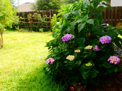 JUNE2016 029 (2).jpg