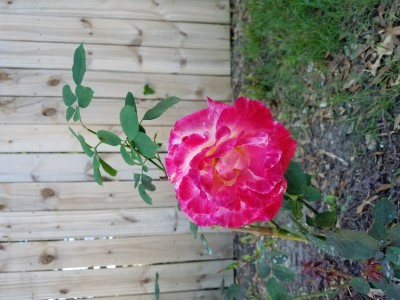 20200501_175056.jpg