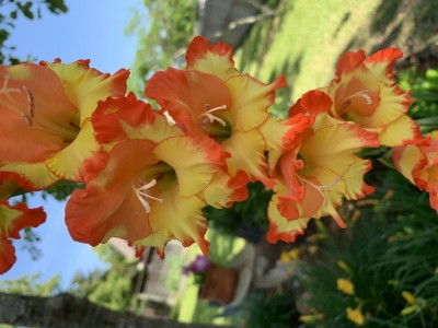 C84203D6-EAD0-48DF-B8D0-73AC2F67010C.jpeg