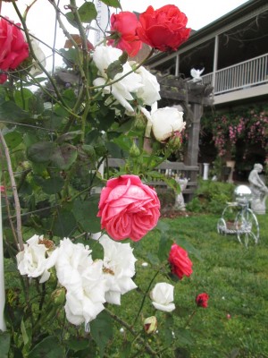 IMG_1946.JPG