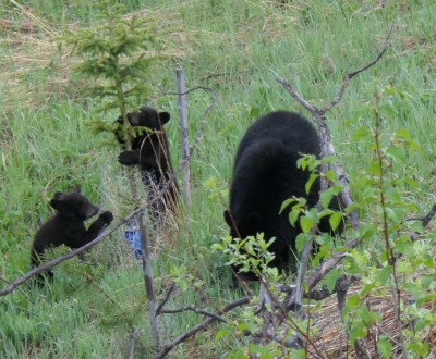 bears.jpg