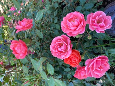 IMG_0017.jpg
