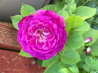 IMG_0044.jpg