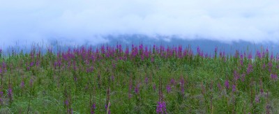 fireweed.jpg