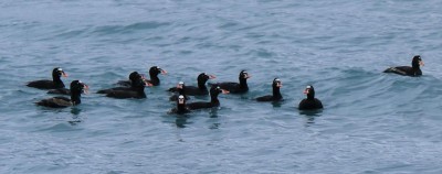 puffins.jpg