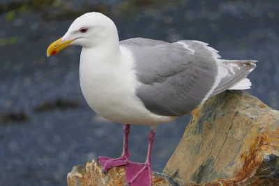 seagull.jpg