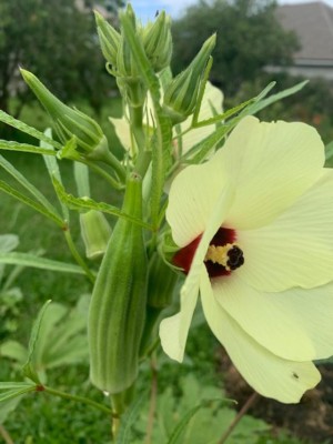 okra.jpg